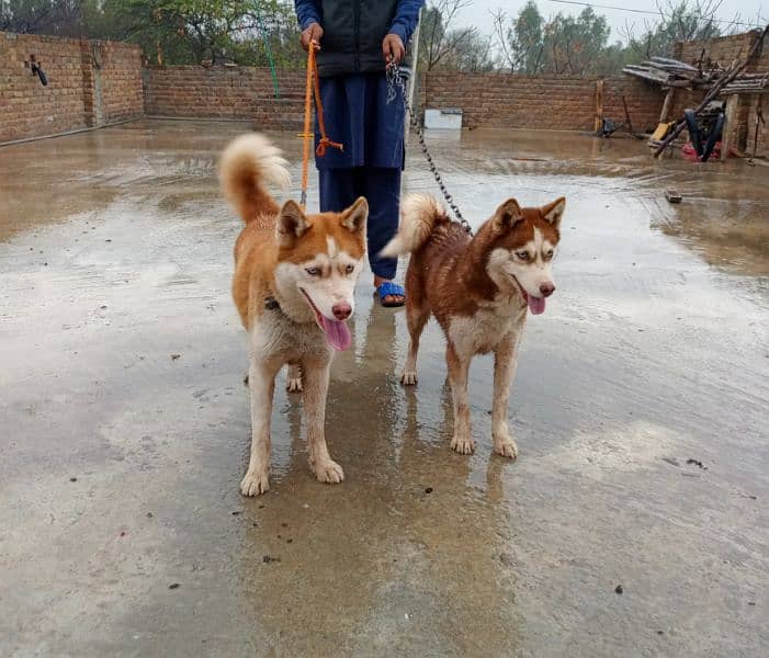 Siberian husky Female 2