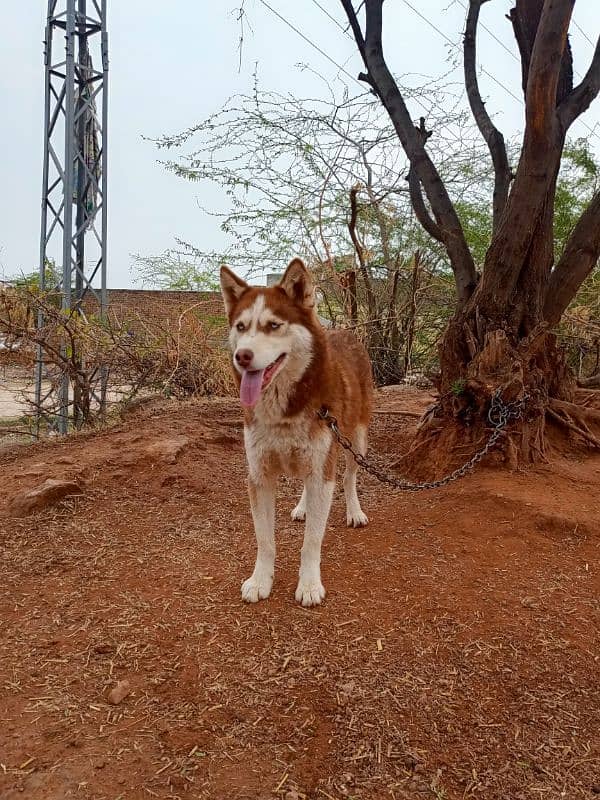 Siberian husky Female 4