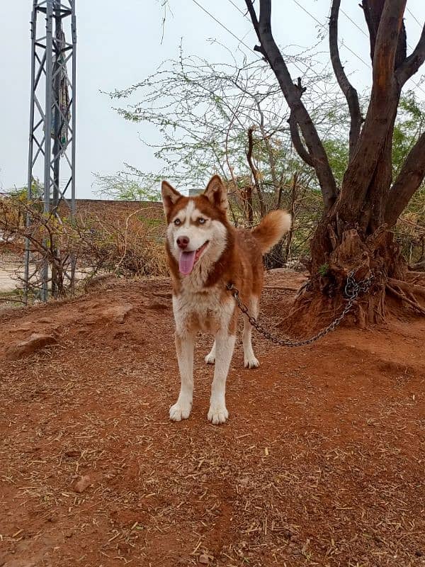 Siberian husky Female 5