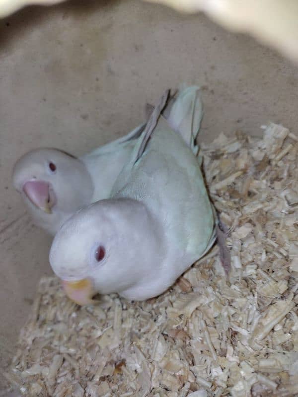 argant for sale parrot 0