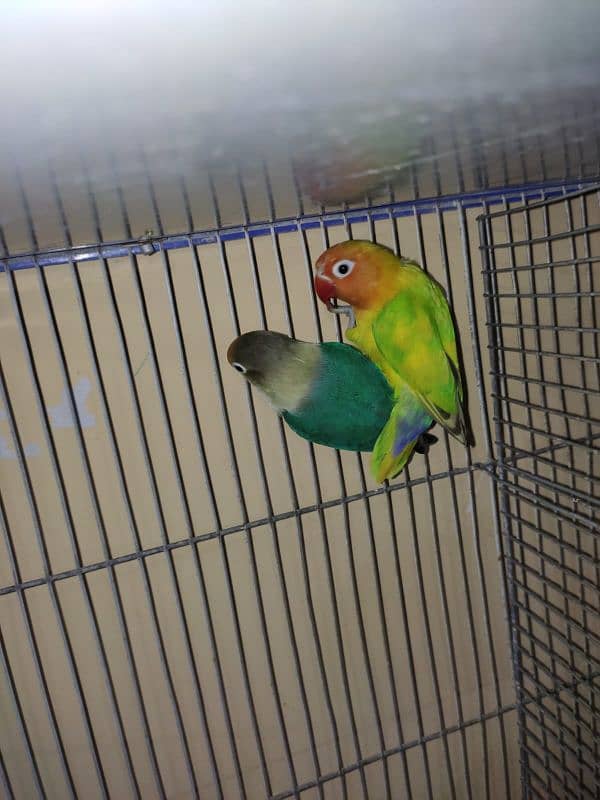 argant for sale parrot 1