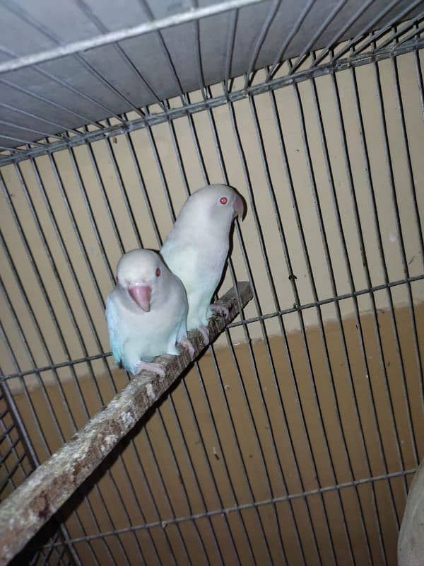 argant for sale parrot 2