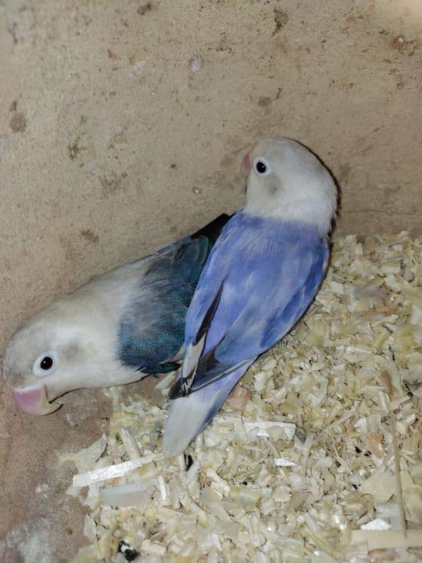 argant for sale parrot 5