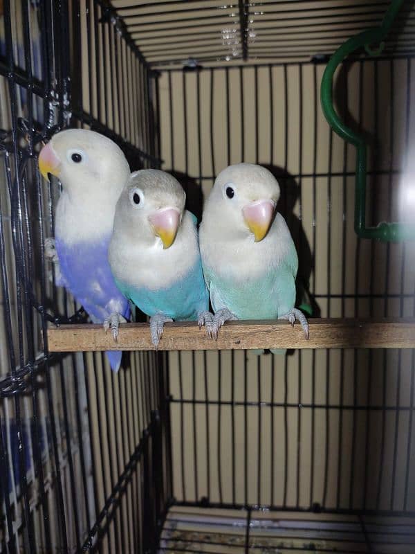 argant for sale parrot 6