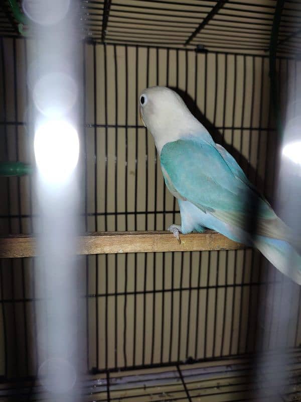 argant for sale parrot 7