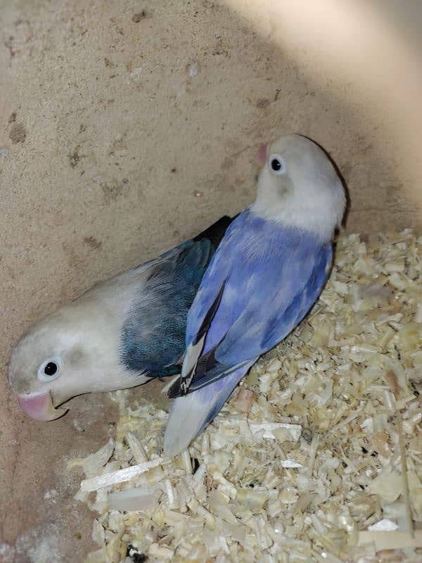 argant for sale parrot 8