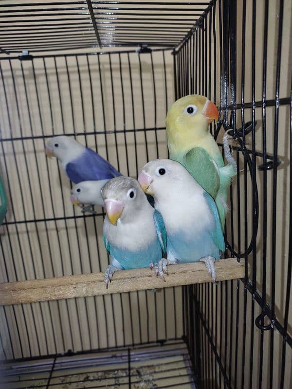 argant for sale parrot 9