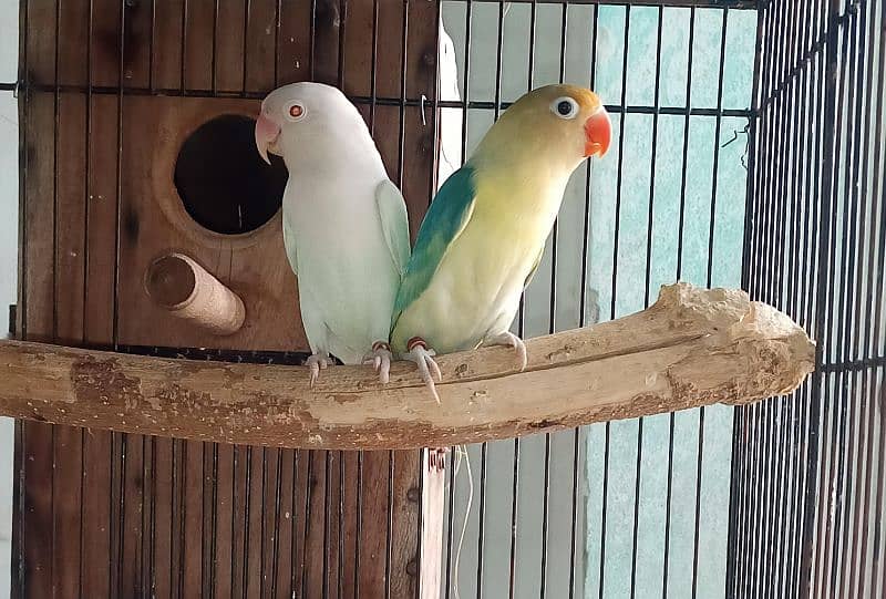 Love Bird breeder pairs 0