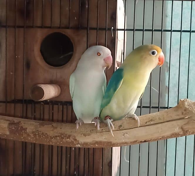 Love Bird breeder pairs 1