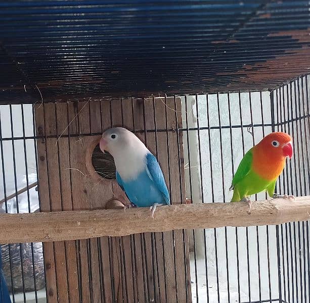 Love Bird breeder pairs 2