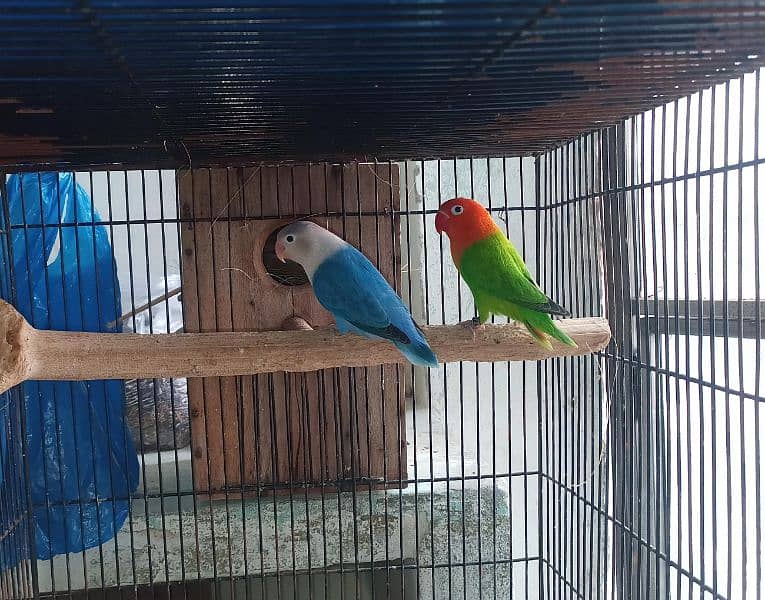 Love Bird breeder pairs 3