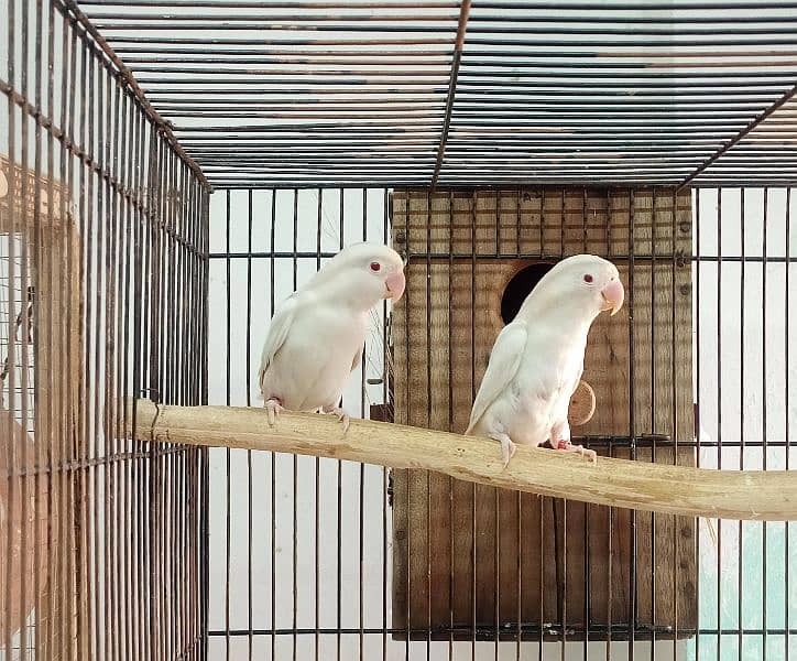 Love Bird breeder pairs 4