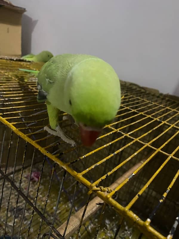 Green parrot 0