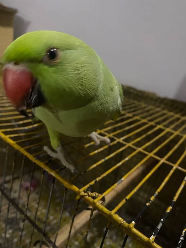 Green parrot 2