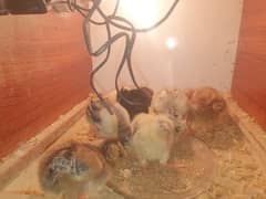 Aseel High Quality Chicks For Sale!!