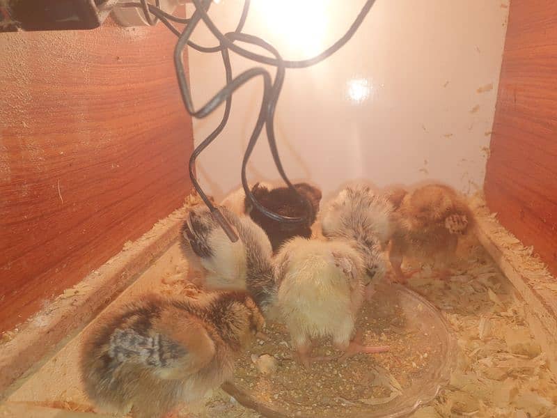 Aseel High Quality Chicks For Sale!! 0