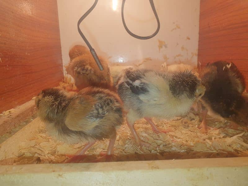 Aseel High Quality Chicks For Sale!! 1