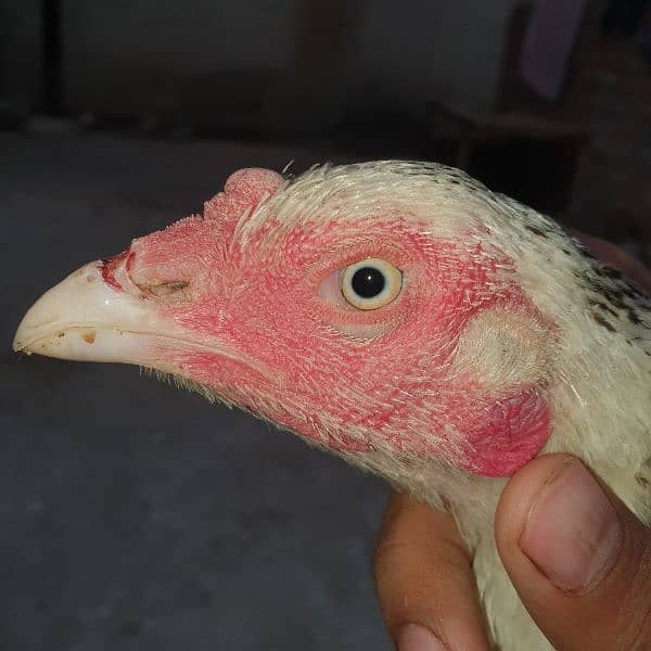 Aseel High Quality Chicks For Sale!! 4