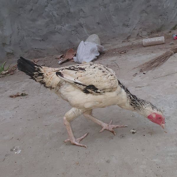 Aseel High Quality Chicks For Sale!! 5