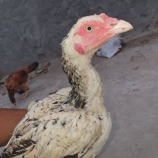 Aseel High Quality Chicks For Sale!! 6