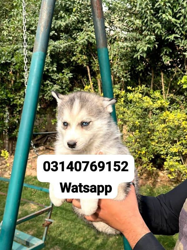 Siberian husky puppies for sale 0