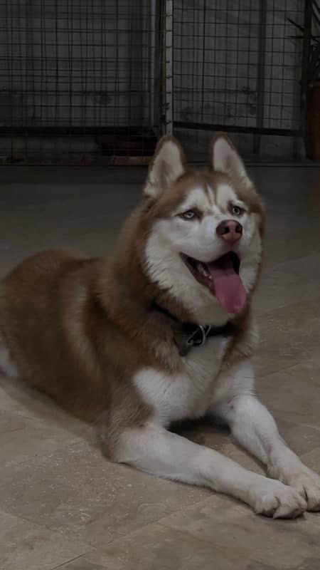 brown husky available for stud/mating 1