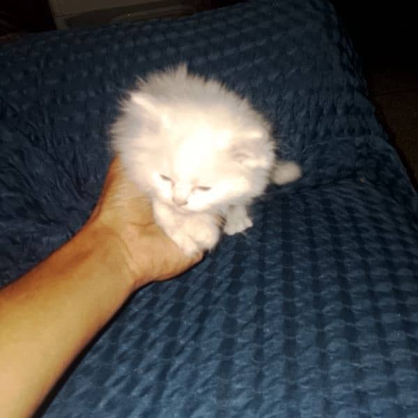 kitten for sale 2