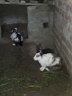 Rabbit for sale near raiwind City