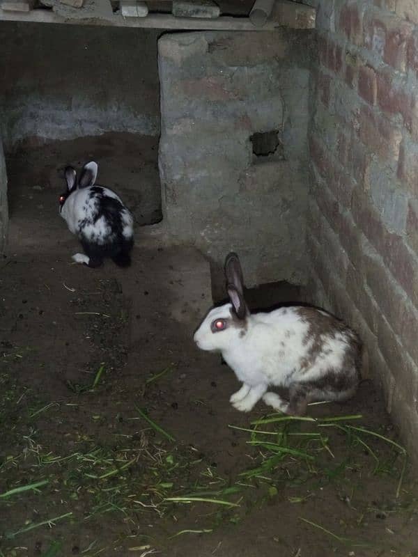 Rabbit for sale near raiwind City 0