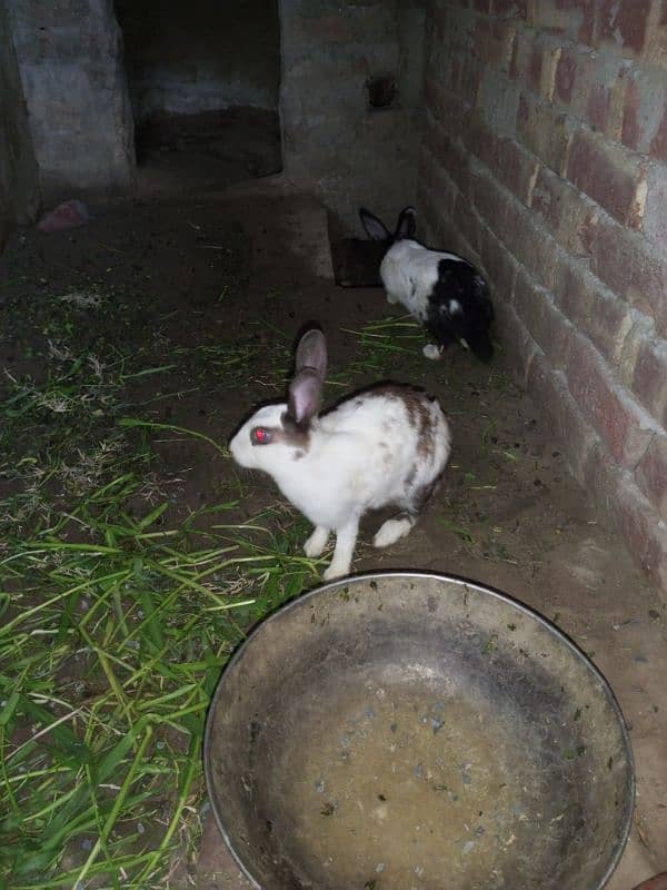 Rabbit for sale near raiwind City 1