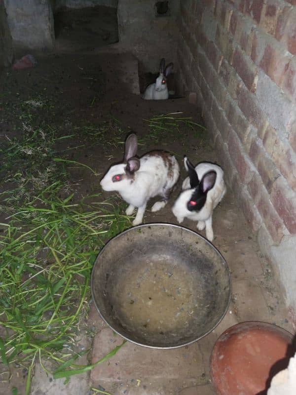 Rabbit for sale near raiwind City 2