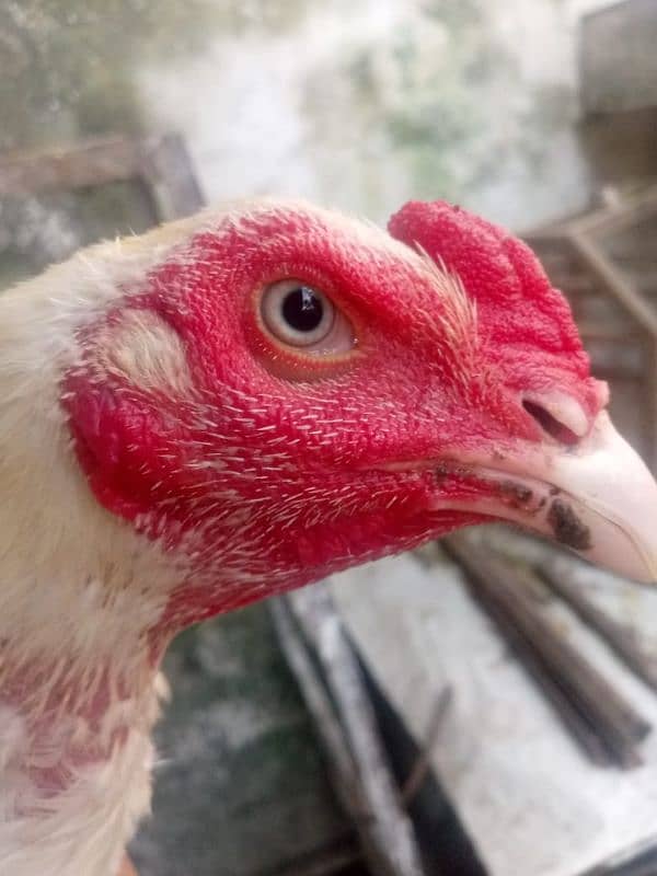 shamo breeders pure quality 10