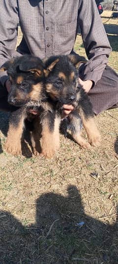 German shepherd puppies