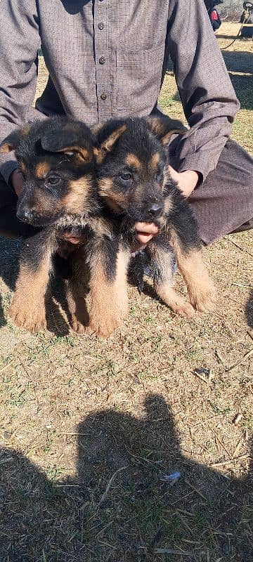 German shepherd puppies 0