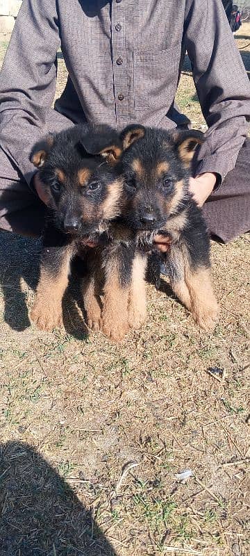 German shepherd puppies 1