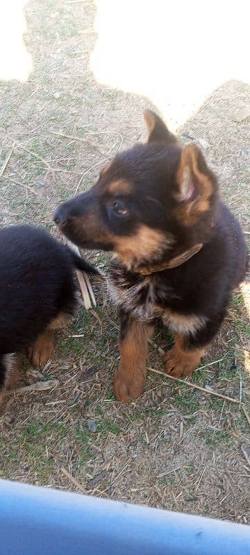 German shepherd puppies 2