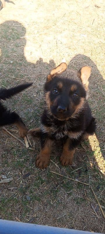 German shepherd puppies 3