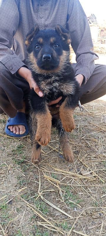 German shepherd puppies 4