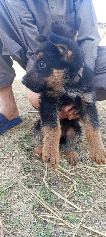 German shepherd puppies 5