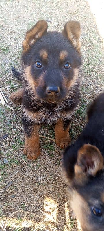 German shepherd puppies 6