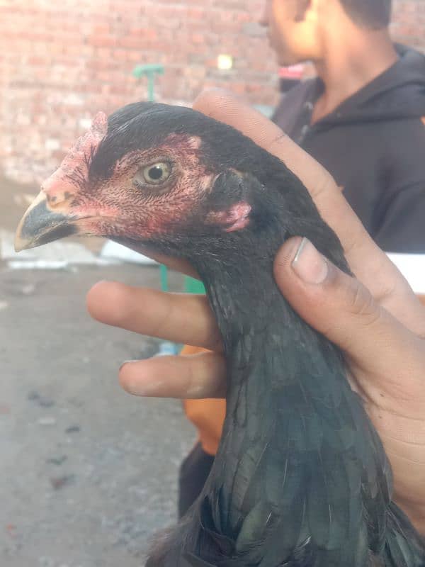 thai parmoz maadi egg laying first time 0