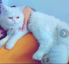 Persian Male Cate for Urgent Sale