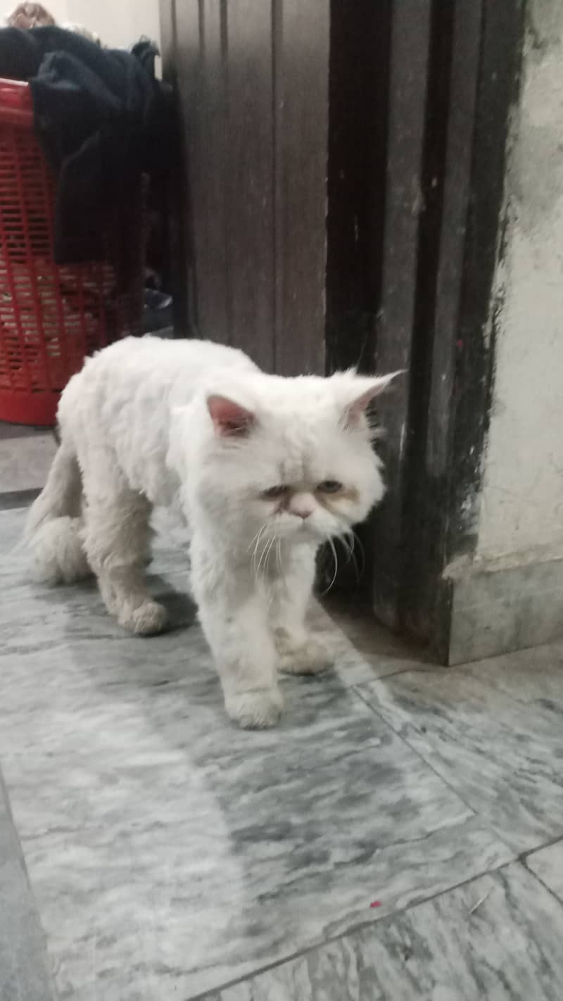 Persian Male Cate for Urgent Sale 1