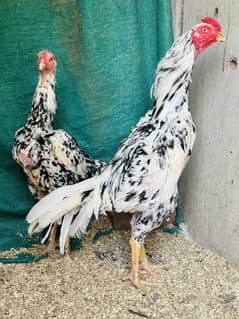 High Quality O Shamo Breeder Pair egg laying