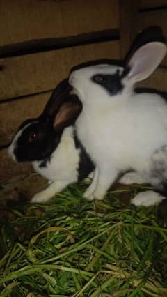 rabbit pare for sale cute and beautiful please serious buyer content m