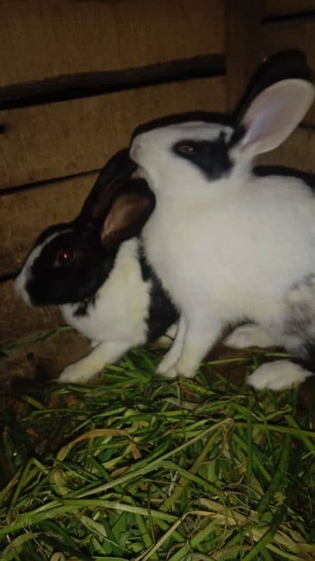 rabbit pare for sale cute and beautiful please serious buyer content m 0