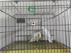 Parblue | Albino | decino | love birds For Sale