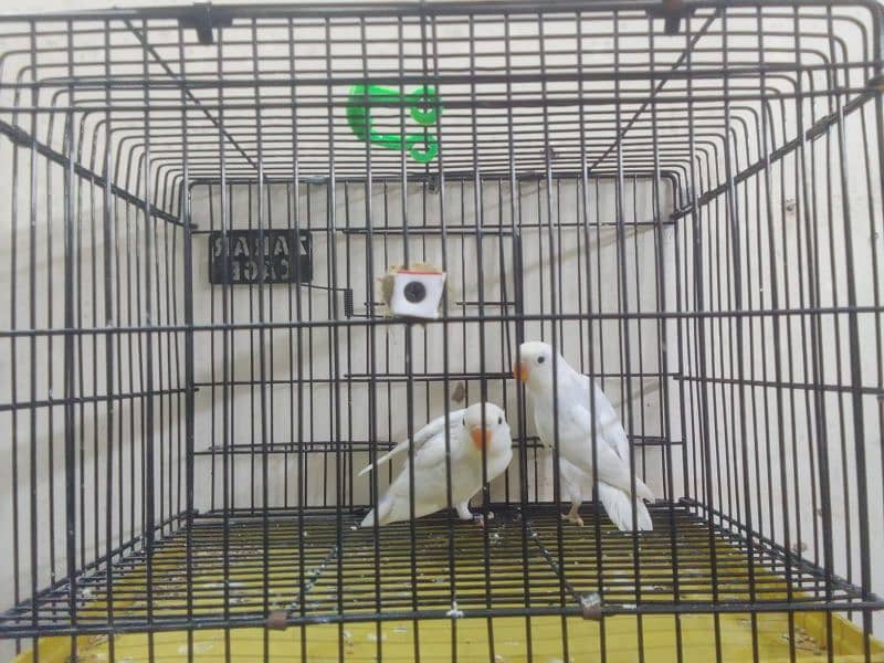 Parblue | Albino | decino | love birds For Sale 0