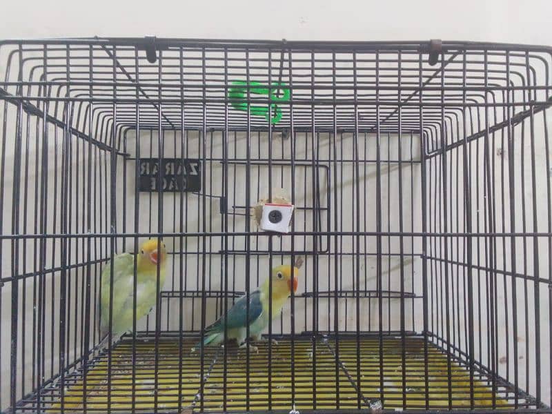 Parblue | Albino | decino | love birds For Sale 2