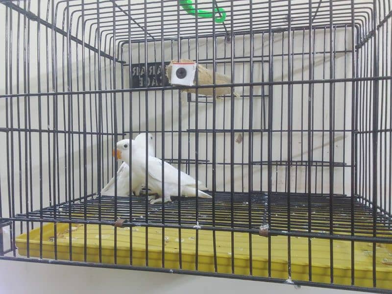 Parblue | Albino | decino | love birds For Sale 3